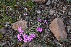 Dianthus repens
