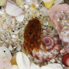 Isocladus armatus