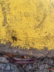 Eunemobius carolinus