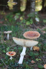 Amanita