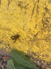 Eunemobius carolinus