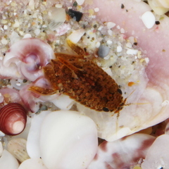 Isocladus armatus