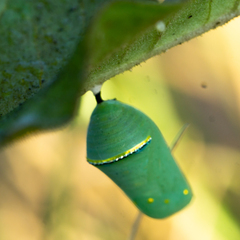 Danaus gilippus