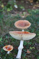 Amanita