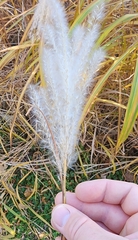 Miscanthus sacchariflorus