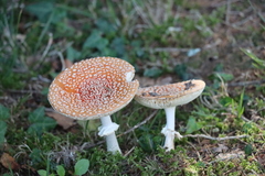 Amanita