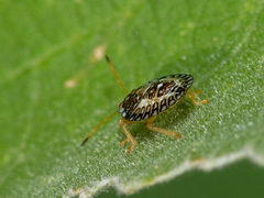 Edessa reticulata