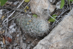Mammillaria pottsii