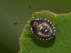 Edessa reticulata