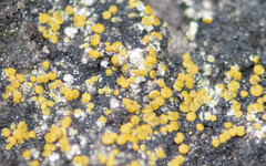 Candelariella aurella