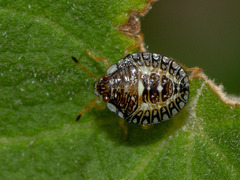 Edessa reticulata