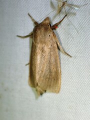 Globia oblonga