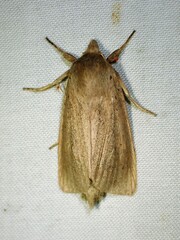 Globia oblonga
