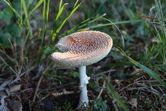 Amanita