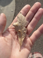 Acraspis quercushirta