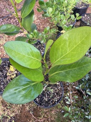 Griselinia lucida