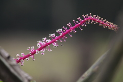 Phytolacca rivinoides