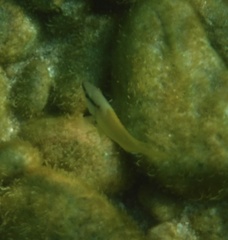 Lutjanus argentiventris
