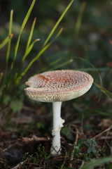Amanita