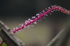 Phytolacca rivinoides