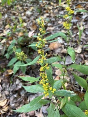 Solidago rugosa