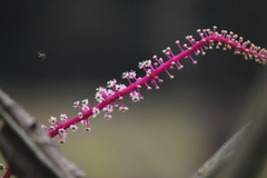Phytolacca rivinoides