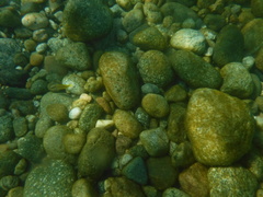 Lutjanus argentiventris