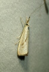 Agriphila