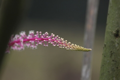 Phytolacca rivinoides