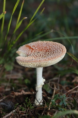 Amanita