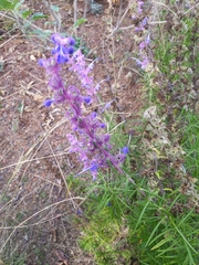 Trichostema lanatum