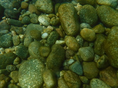 Lutjanus argentiventris