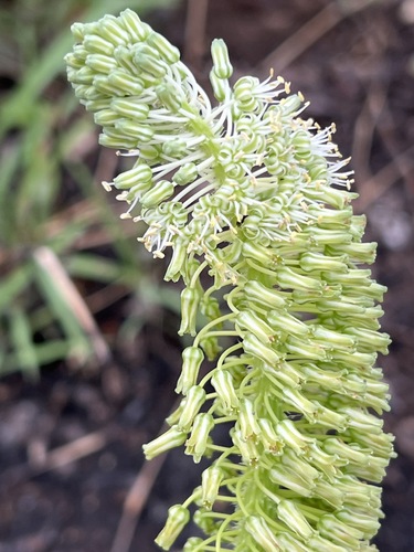 Ledebouria zebrina image