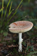 Amanita