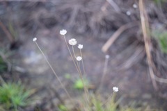 Syngonanthus flavidulus