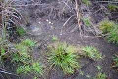 Syngonanthus flavidulus