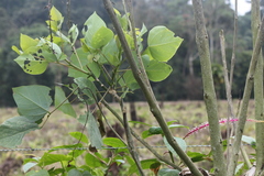 Phytolacca rivinoides
