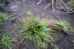 Syngonanthus flavidulus