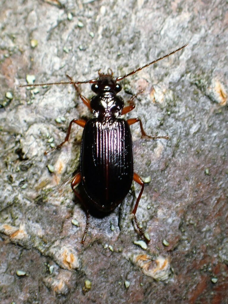 Platypatrobus lacustris