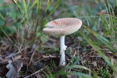 Amanita