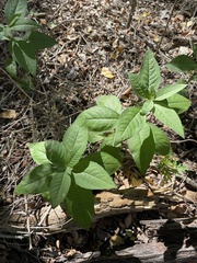 Vernonia baldwinii