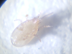 Pyroglyphidae