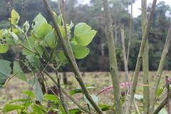Phytolacca rivinoides