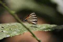 Arawacus lincoides