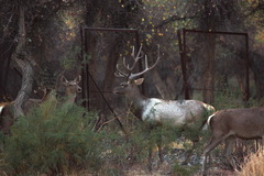 Cervus hanglu