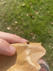 Acraspis quercushirta