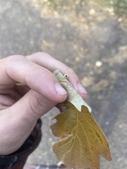 Acraspis quercushirta