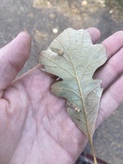 Acraspis quercushirta