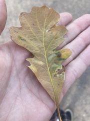 Acraspis quercushirta