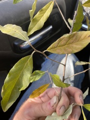 Elaeagnus umbellata